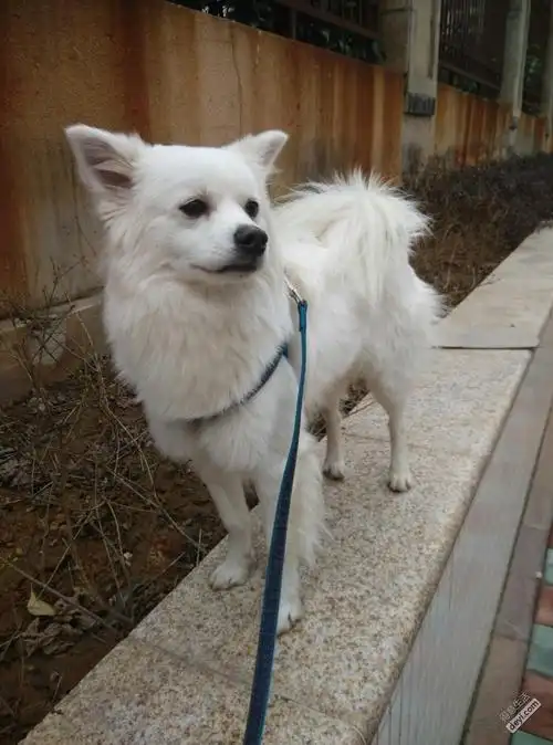 寻银狐串串bobby