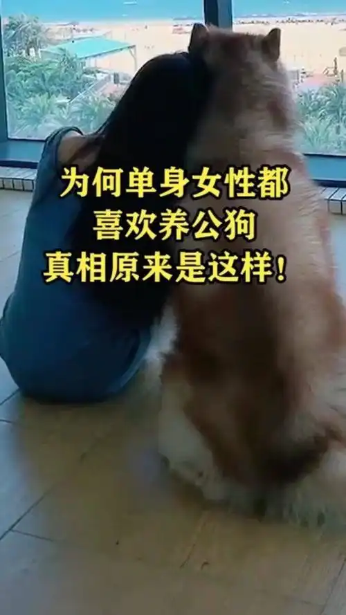 奇闻趣事抢先看#为何单身女性都喜欢养公狗真相原来是这样