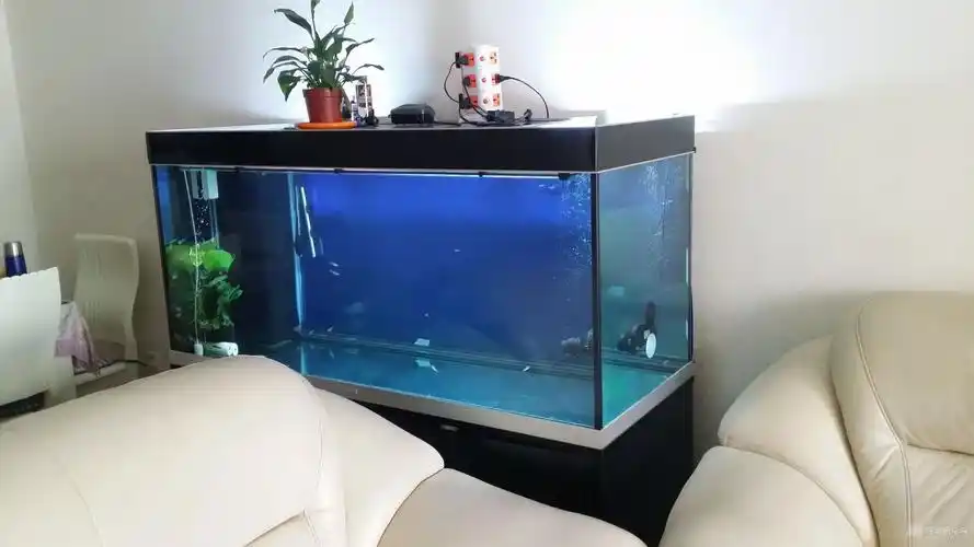 米五底滤鱼缸,东西全齐啥都有  本帖最后由 成都致远通讯 于 2015-8-1