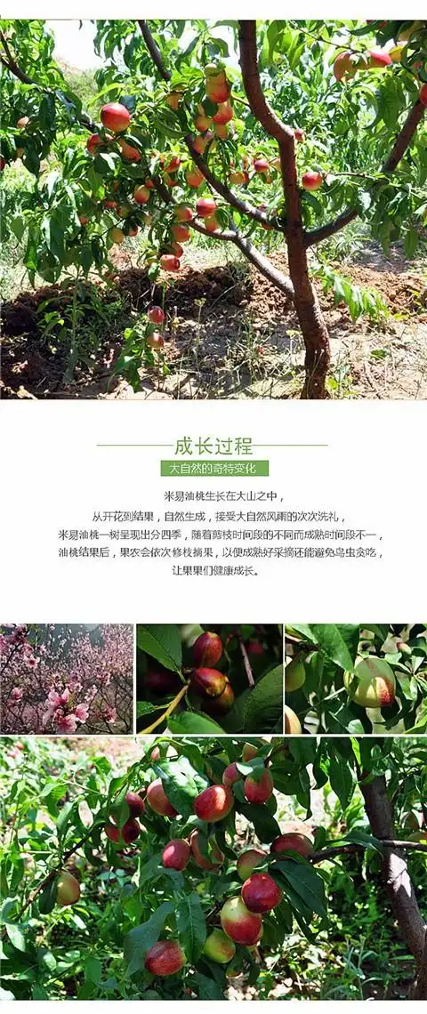 现摘新鲜水果油桃桃攀枝花米易油桃5斤包邮孕妇水果应季水果