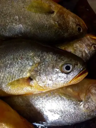 广东野生大黄花鱼黄鱼海鱼新鲜冷冻海鲜水产鲜活鱼类生鲜活鱼现杀