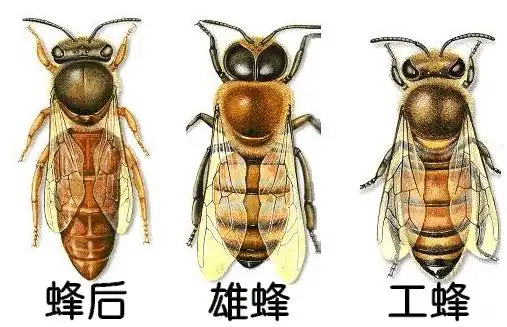 工蜂_蜂王_女王
