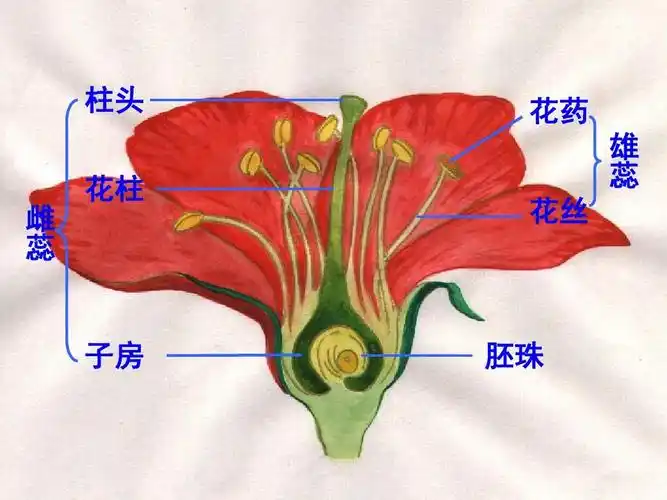 教科版三年级科学下册6教科版科学三下《开花了_结果了》ppt课件 (1)