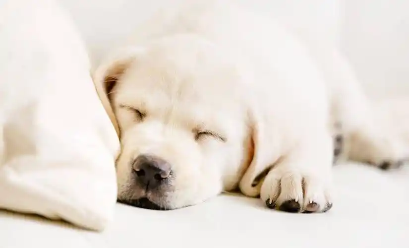 侧着睡?狗狗睡姿大解密_姿势_因为_四肢