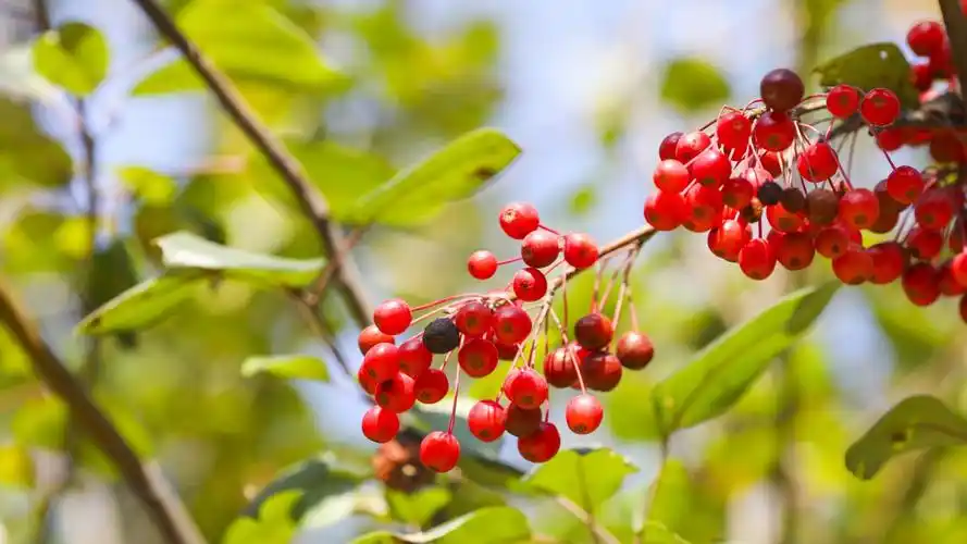 红豆相思豆图片-花卉壁纸-高清花卉图片-第12图-娟娟壁纸