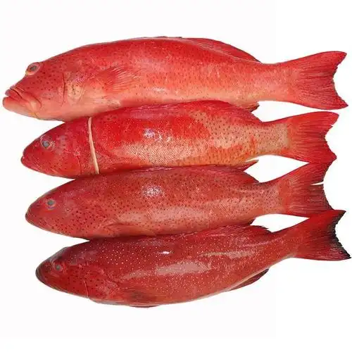深海鱼海南红东星斑冰鲜生冻海鲜野生石斑鱼新鲜鱼类年货送礼冷冻