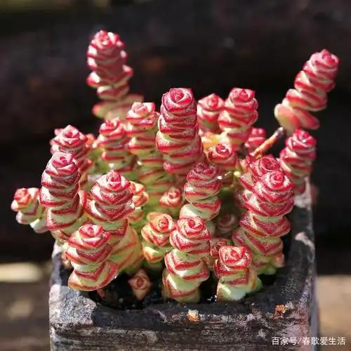 八种吸财纳金的多肉植物,寓意美好,招财力强