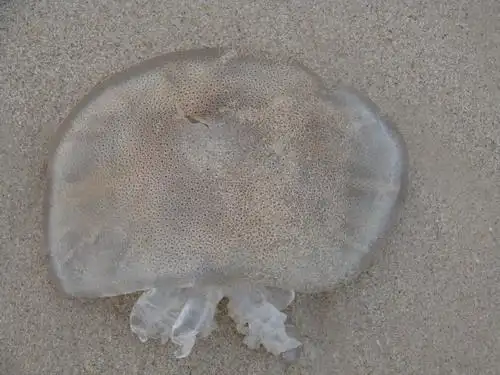 沙滩边的大海蜇,本来我的意思是把它再扔回海里,可是后来被人捡回家去