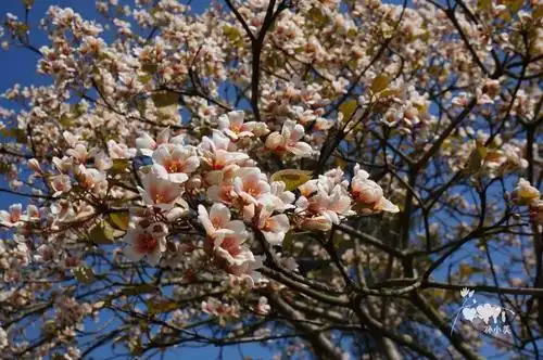 送你一朵小花儿:油桐