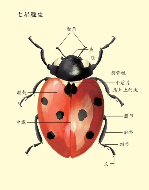 【优雅的蚜虫猎人——七星瓢虫】09 七星瓢虫大聚会