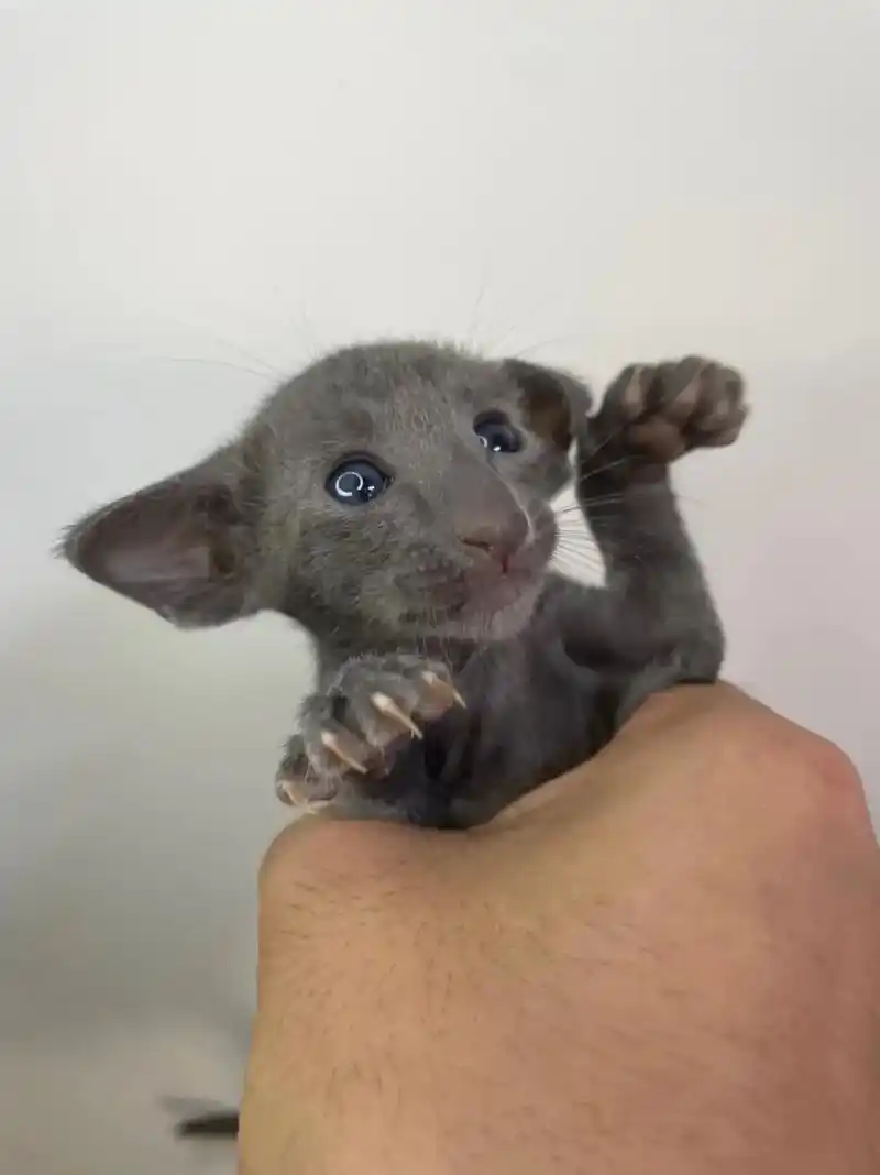 这小肉垫,谁见谁爱.东方短毛猫飞机耳#东方短毛猫 #今日份小 - 抖音