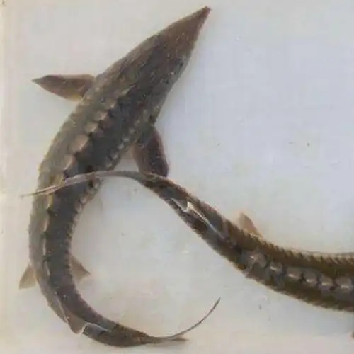 鱼苗中华杂交鲟龙龙鱼尖嘴冷水淡水淡水鱼可混鱼