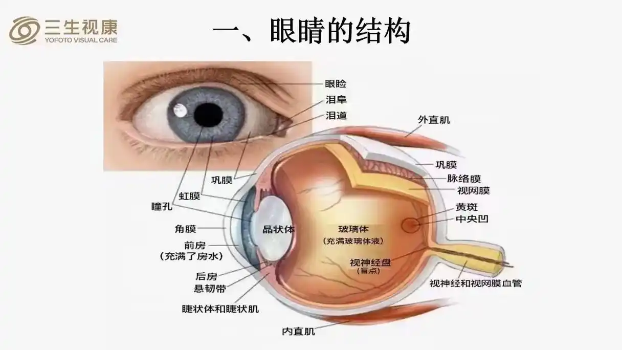 一味的给你卖产品 从来没给你讲清眼睛生病原因  看下图～眼球结构图