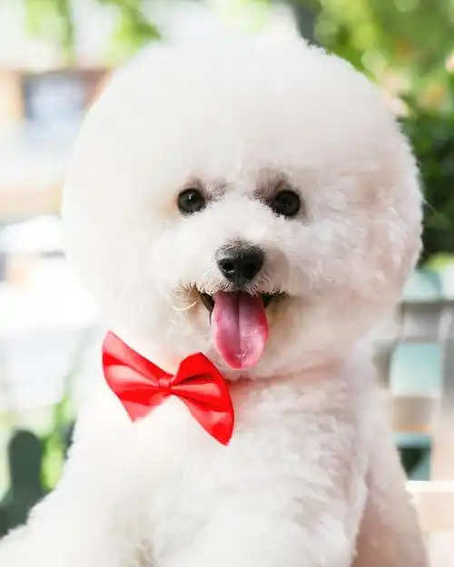 注重狗粮内容防止比熊过胖