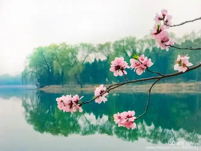 春水桃花 颐和园