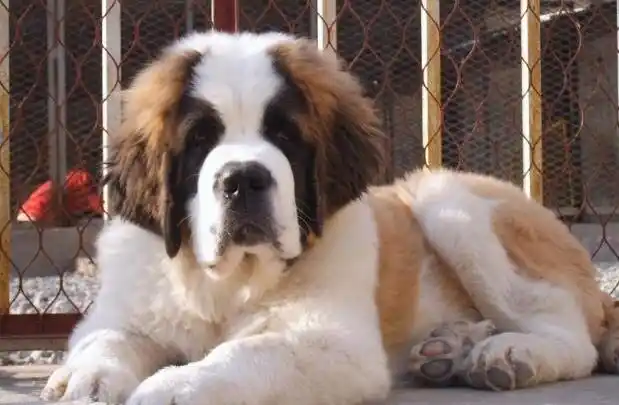 高大威猛圣伯纳幼犬纯种健康品相极佳