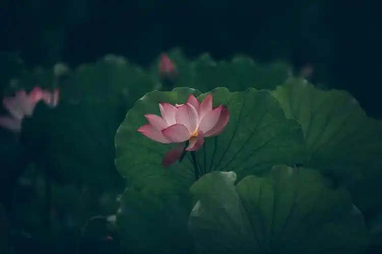 一池墨叶濯清涟_生态_poco摄影,荷花,荷叶,莫兰迪绿