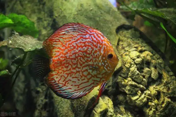 图片[2]-热带鱼的种类图片和名字(十种漂亮的小型热带鱼)-欣欣百科网