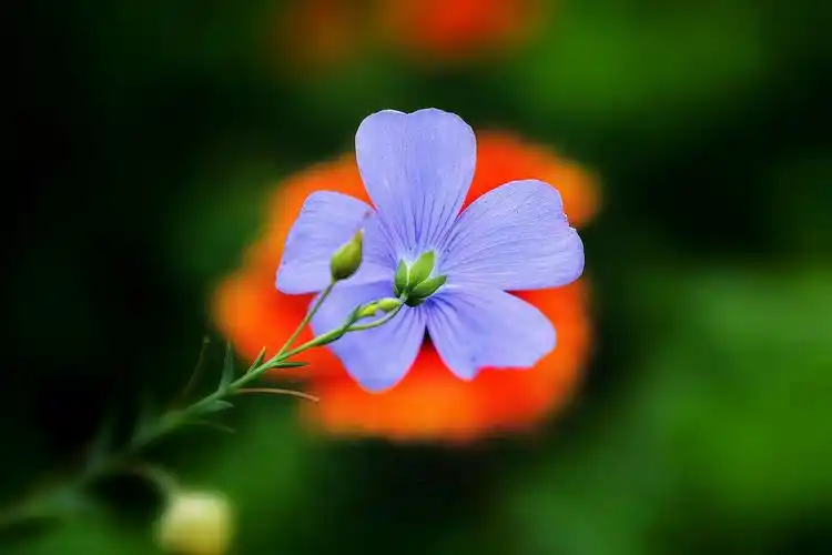 初夏,那些迷眼醉心的野花