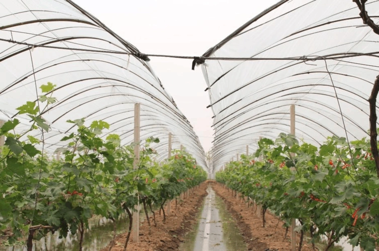 改良葡萄小避雨棚架势