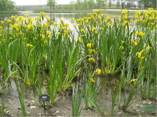 低价出售黄菖蒲苗水生植物黄花鸢尾挺水植物水生鸢尾花图片
