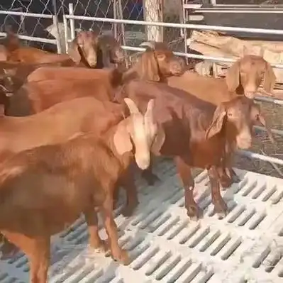 多羔多产 怀孕大母羊配种种公羊纯种南江黄羊黄金羊!