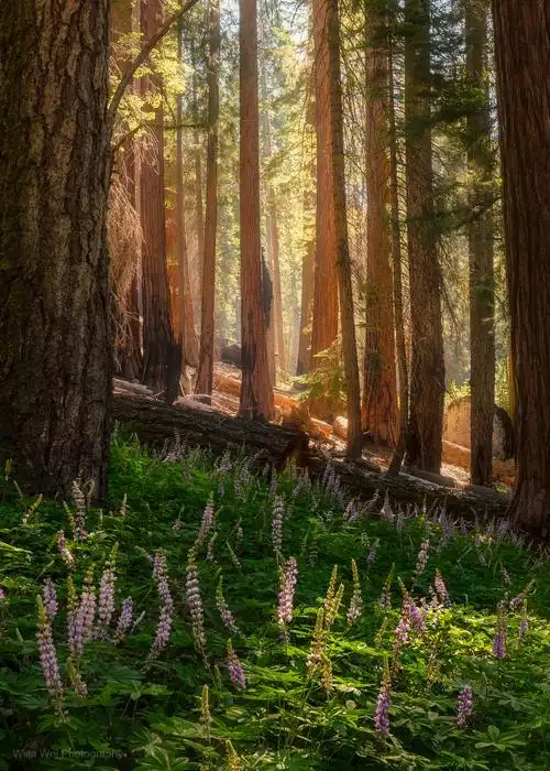 树林中盛开的鲁冰花