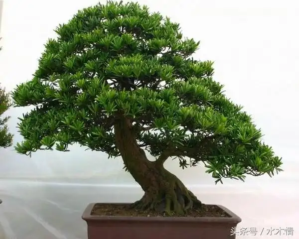 长寿,守财,吉祥的象征——罗汉松