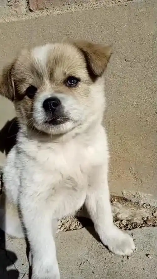 养了三天的小土狗无意间看到这表情它大概是想妈妈了吧