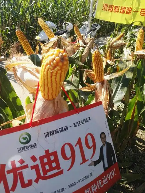 十里八村走一走,都种优迪919!带大家走进南阳宛城区站