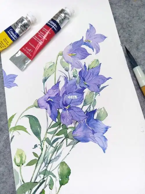 水彩桔梗花过程讲解
