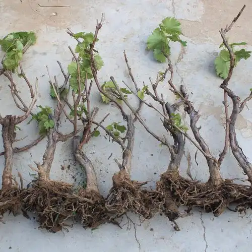 夏黑葡萄苗直销215年苗易管理挂果多葡萄苗子盆栽地栽果树苗