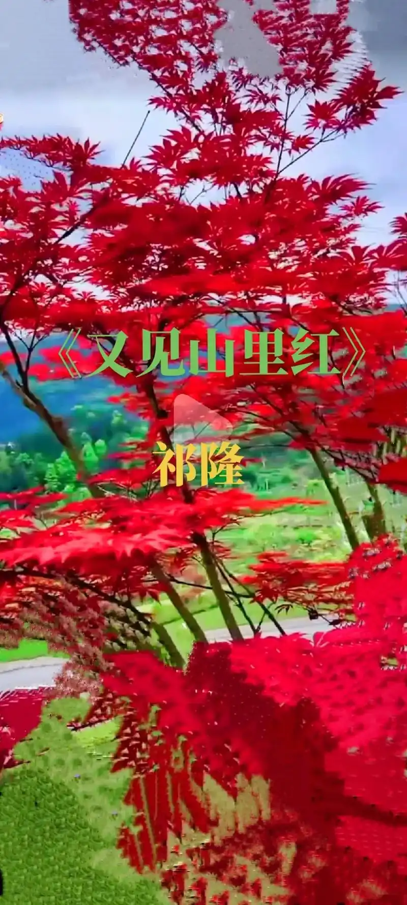 《又见山里红》词曲优美,明朗,悦耳动听.借景抒情,表达了对美 - 抖音