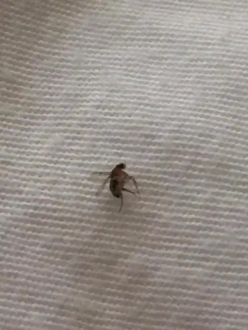 重酬求答:家中小飞虫,尾巴那尖尖的,跪求赐教这是什么飞虫,困扰已经