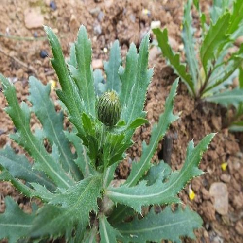 神农架特产野生新鲜小蓟刺儿菜小蓟全草带根小刺儿芽野生绿色蔬菜