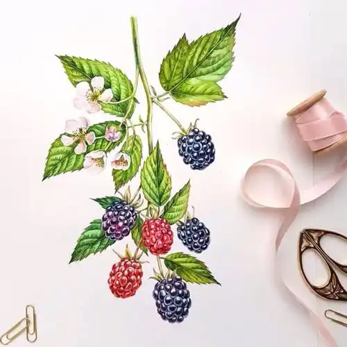 水彩水果与花卉