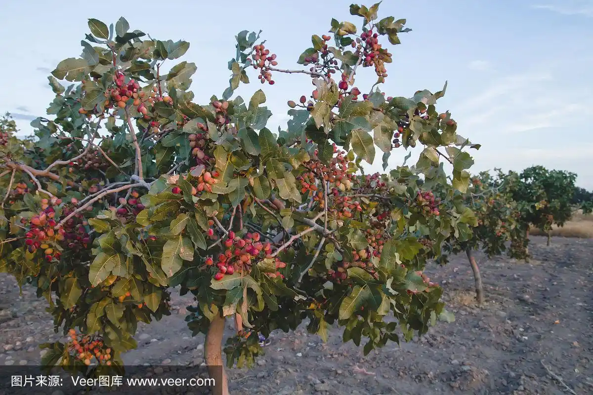 开心果树上满是红色成熟的果实准备收割