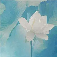 最漂亮的白莲花头像图片点击鼠标右键下载