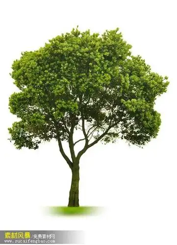 绿色植物 一颗树 大树 小树 一颗树图片 一颗树素材 树 #素材