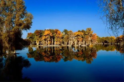 新疆巴州轮台县塔里木河流域的胡杨林