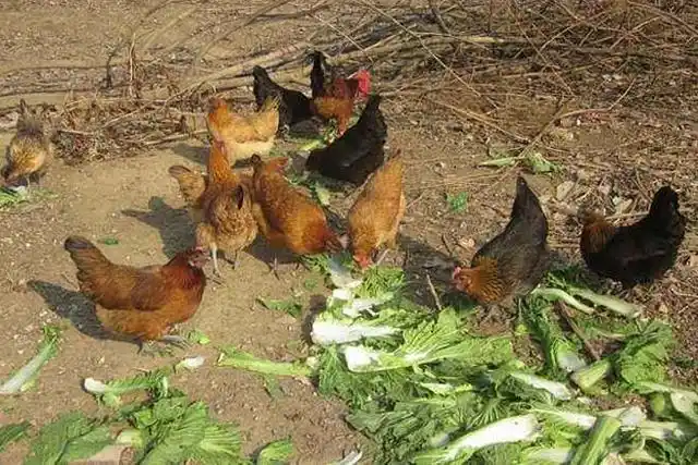 农村"土鸡"曾经备受追捧,现在的城里人却不爱吃了,这是为啥