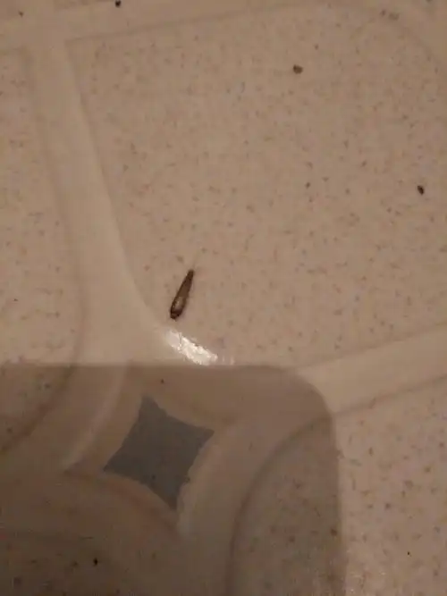 卫生间里出现这种虫子,这是什么虫子啊