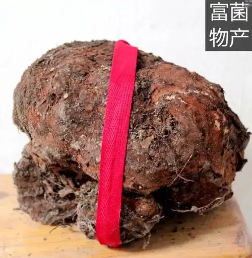 富菌原生态药用菌山地茯苓提供菌种及栽培技术