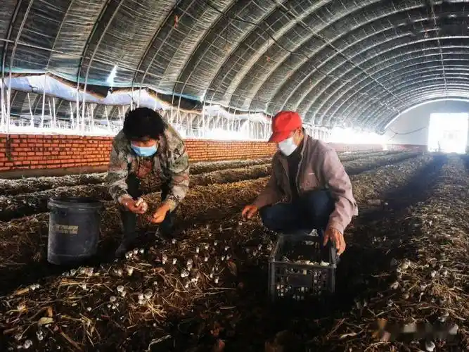 这两天,在大河湾镇暖泉村食用菌种植基地记者看到,一朵朵赤松茸长着