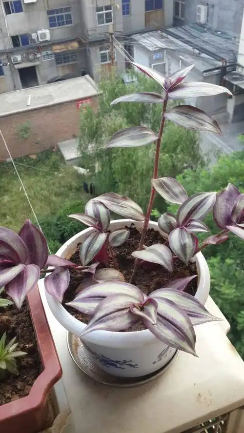 学名:吊竹梅 中文别名:吊竹兰,斑叶鸭跖草,花叶竹夹菜,红莲,鸭舌红