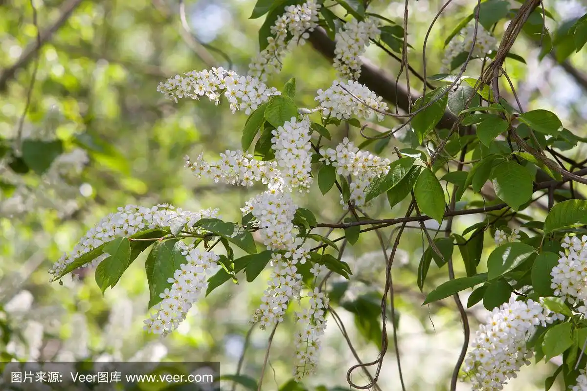 一棵朴树上的花