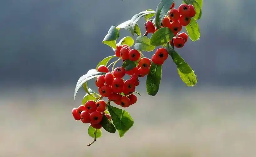 红果树长在山上,枝条全是红果子,看着喜庆能养成盆景