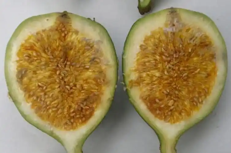 冰凉粉是食用胶太没见识了这种子一搓一大盆吃货童年美食