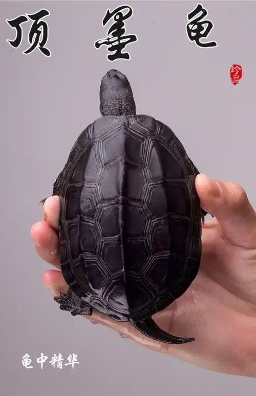 顶墨龟纯种全黑外塘中华草龟长寿黑腹一对情侣小乌龟苗活物活体 5-6
