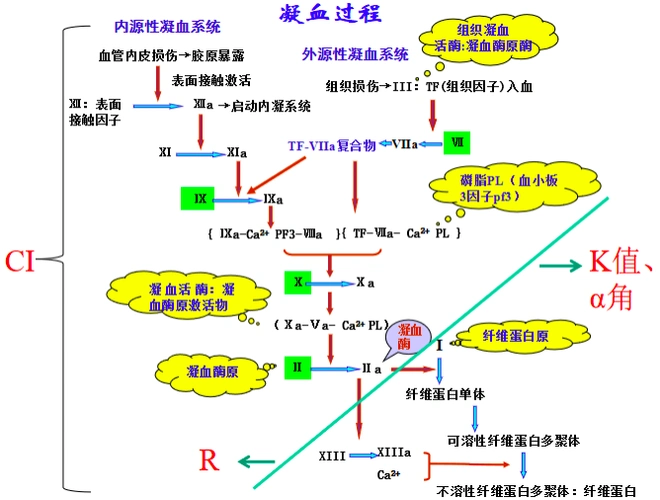 由于血栓弹力图监测的是凝血过程中的各项指标,因此要了解血栓弹力图